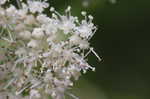 Wild hydrangea